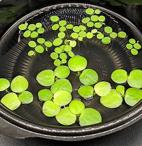 6 Mini Frogbit + 6 Su Spangles Combo, Yeni Başlayanlar için Betta Balık Akvaryumu Yüzen Bitkiler
