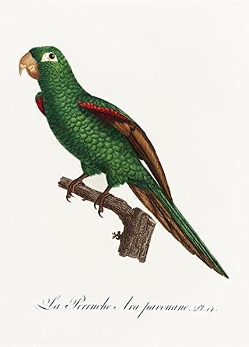 Eclectus Papağanı, Eclectus Roratus 2-1800'ler - Francois Levaillant - Kuş İllüstrasyon Mıknatısı